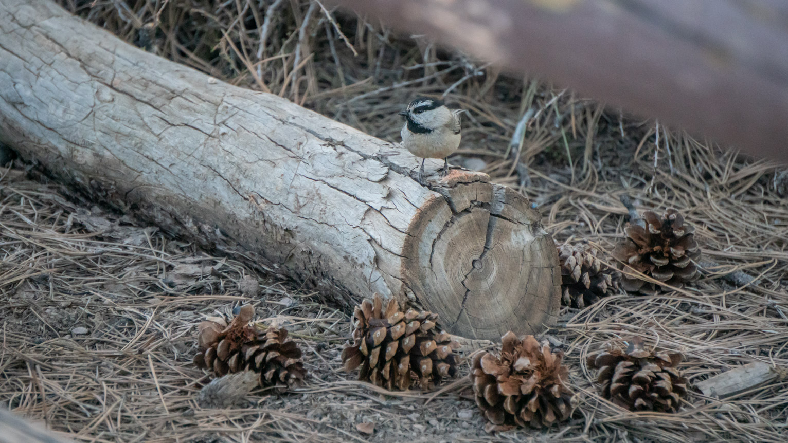 A mountain chickadee stands on a fallen trunk with some arranged looking pine cones